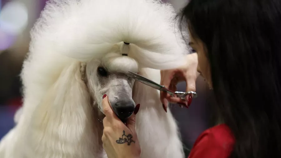 Peluquería de perros: En 1900 se permitió esta extraña actividad como deporte olímpico. Como su nombre lo dice, la idea era esquilar a la mayor cantidad de poodles posibles en un lapso de dos horas.