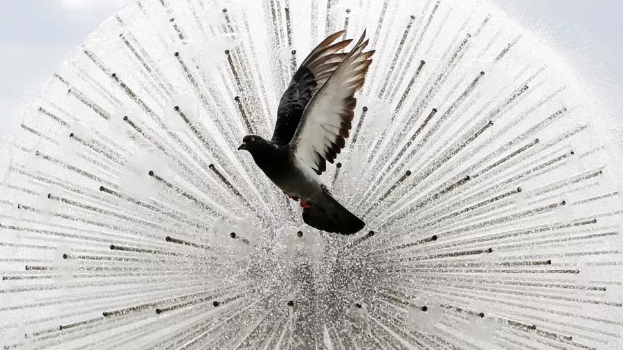 Tiro a la paloma: Tan polémico como real. En 1900, había una competencia que consistía en derribar al mayor número de aves. Al menos, esa fue la primera y última vez que matar animales fue olímpico.