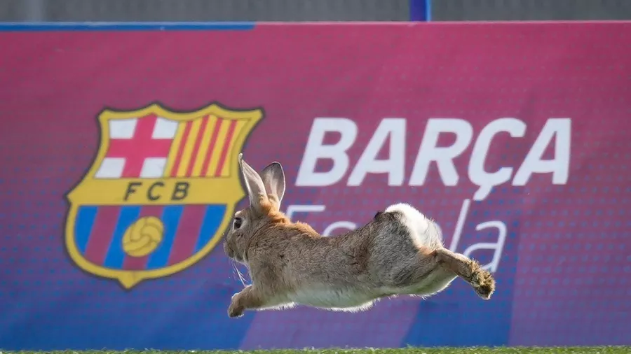 Intensidad, buen ambiente y ¡un conejo!; así el entrenamiento del Barcelona